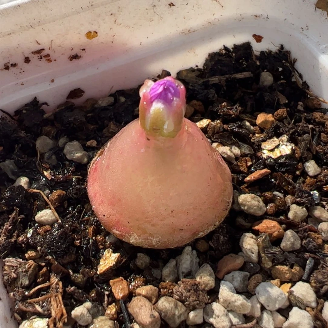 080206多肉植物百科