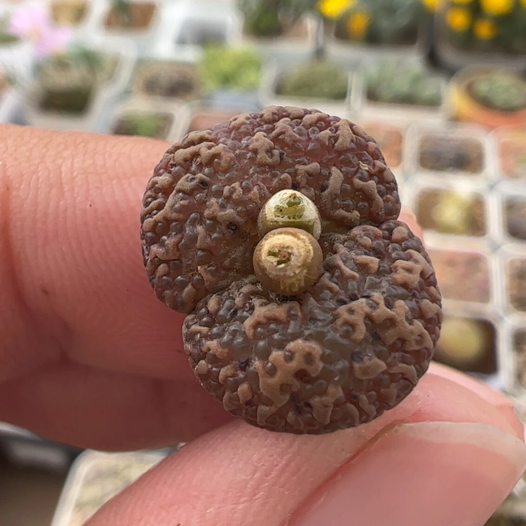 040151多肉植物百科