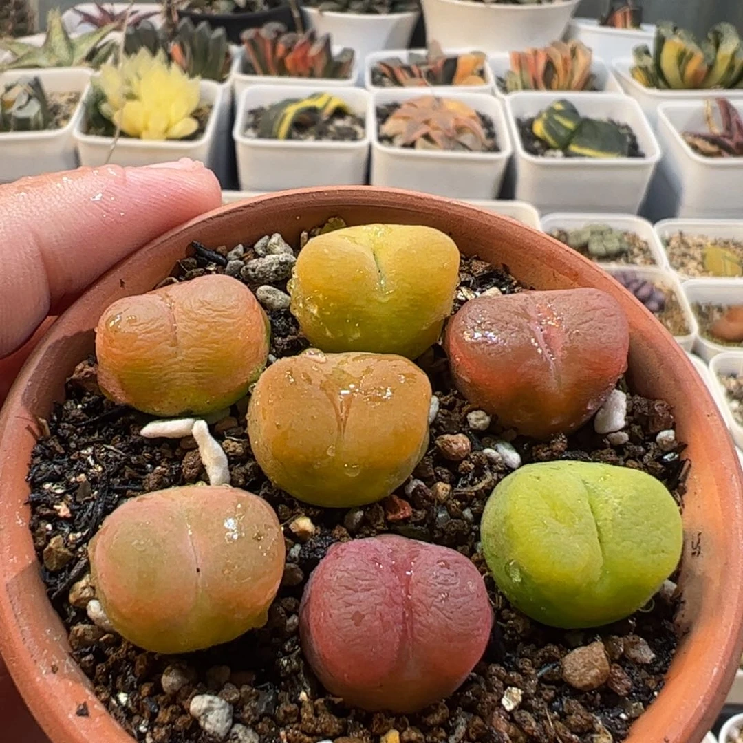 26084多肉植物百科