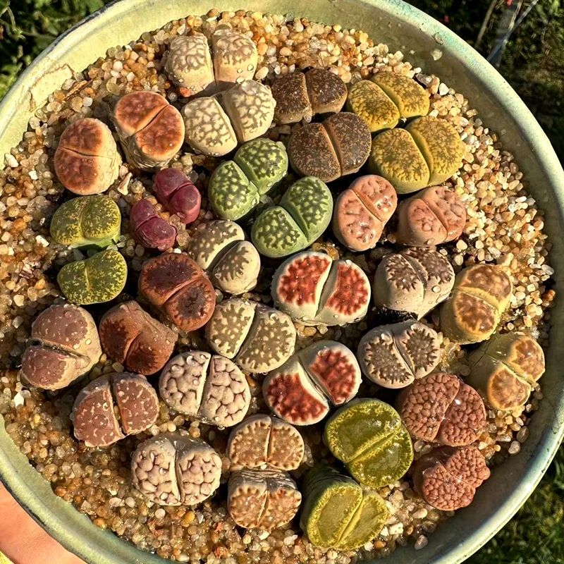 锦尚园艺肉锥番杏生石花多肉植物双头多年母本生石花其中一颗福袋