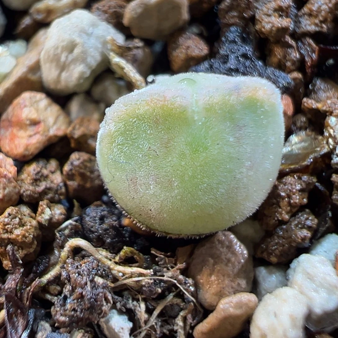 24023多肉植物种类