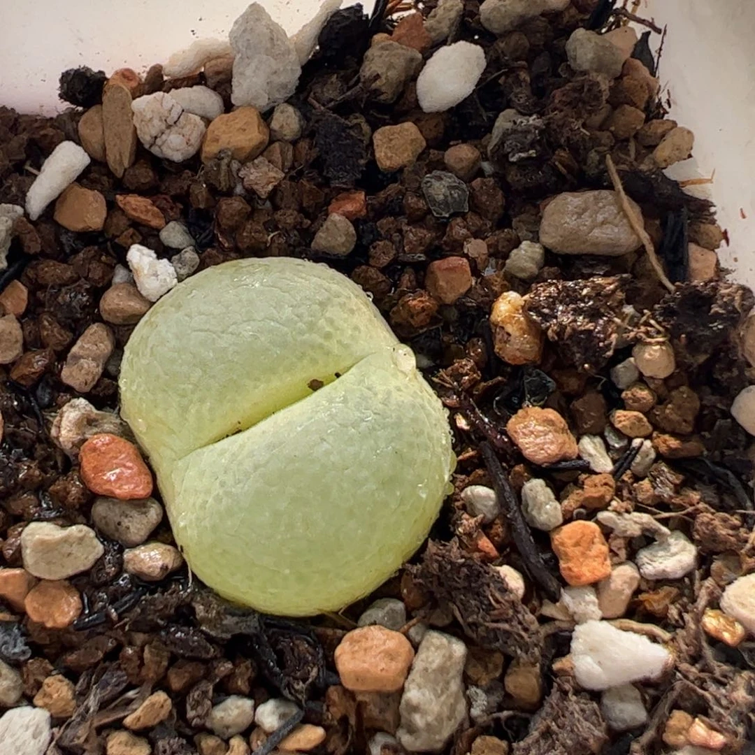 180236多肉植物百科