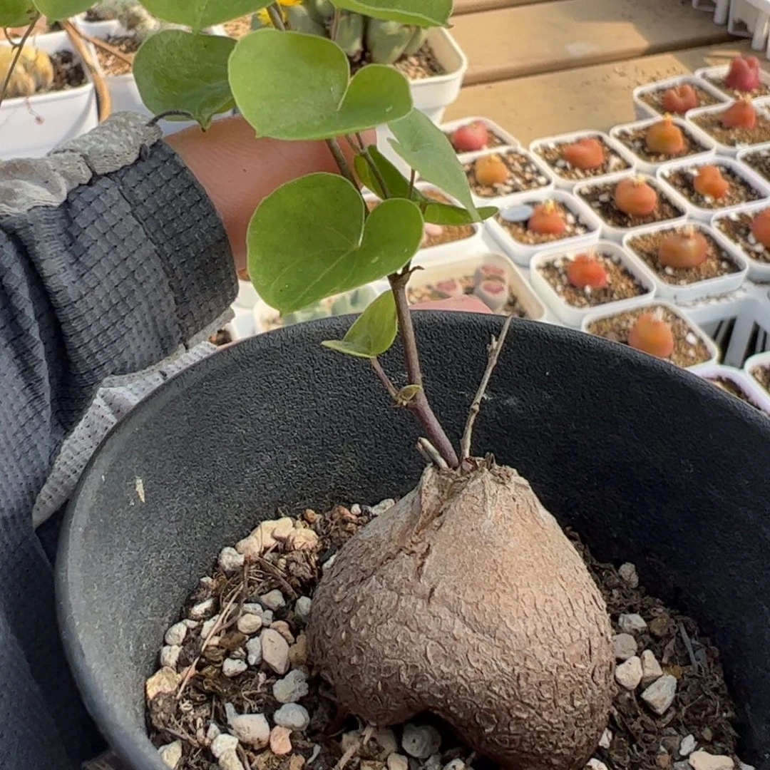 1212多肉植物百科