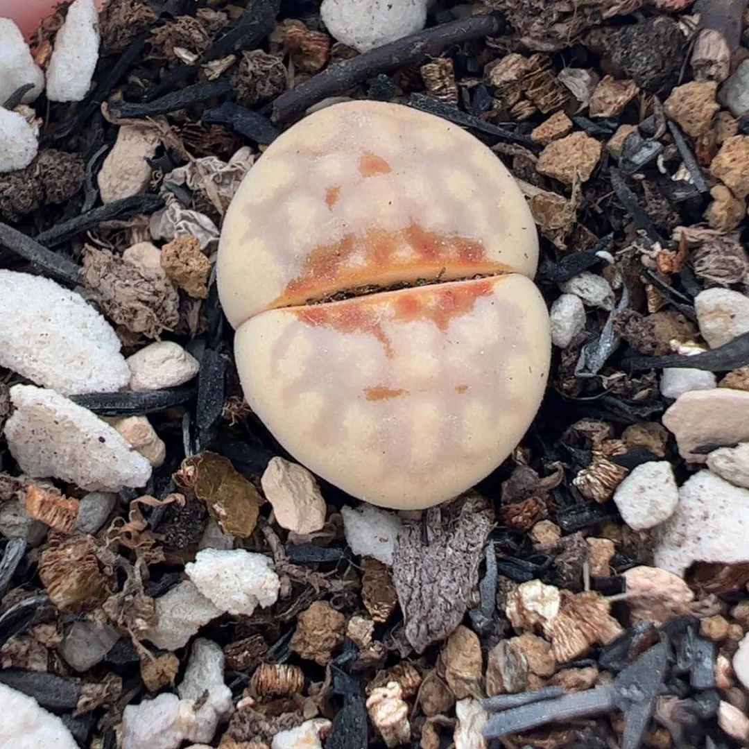 190130多肉植物百科