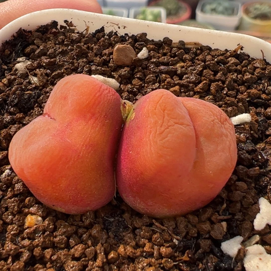 100206多肉植物百科