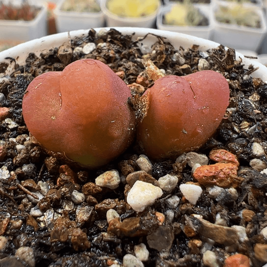 180149多肉植物百科