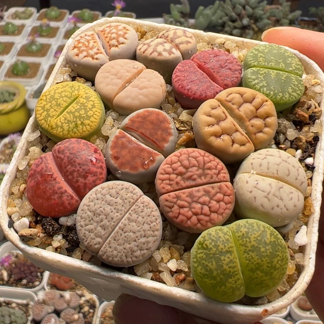 13棵组合多肉植物百科