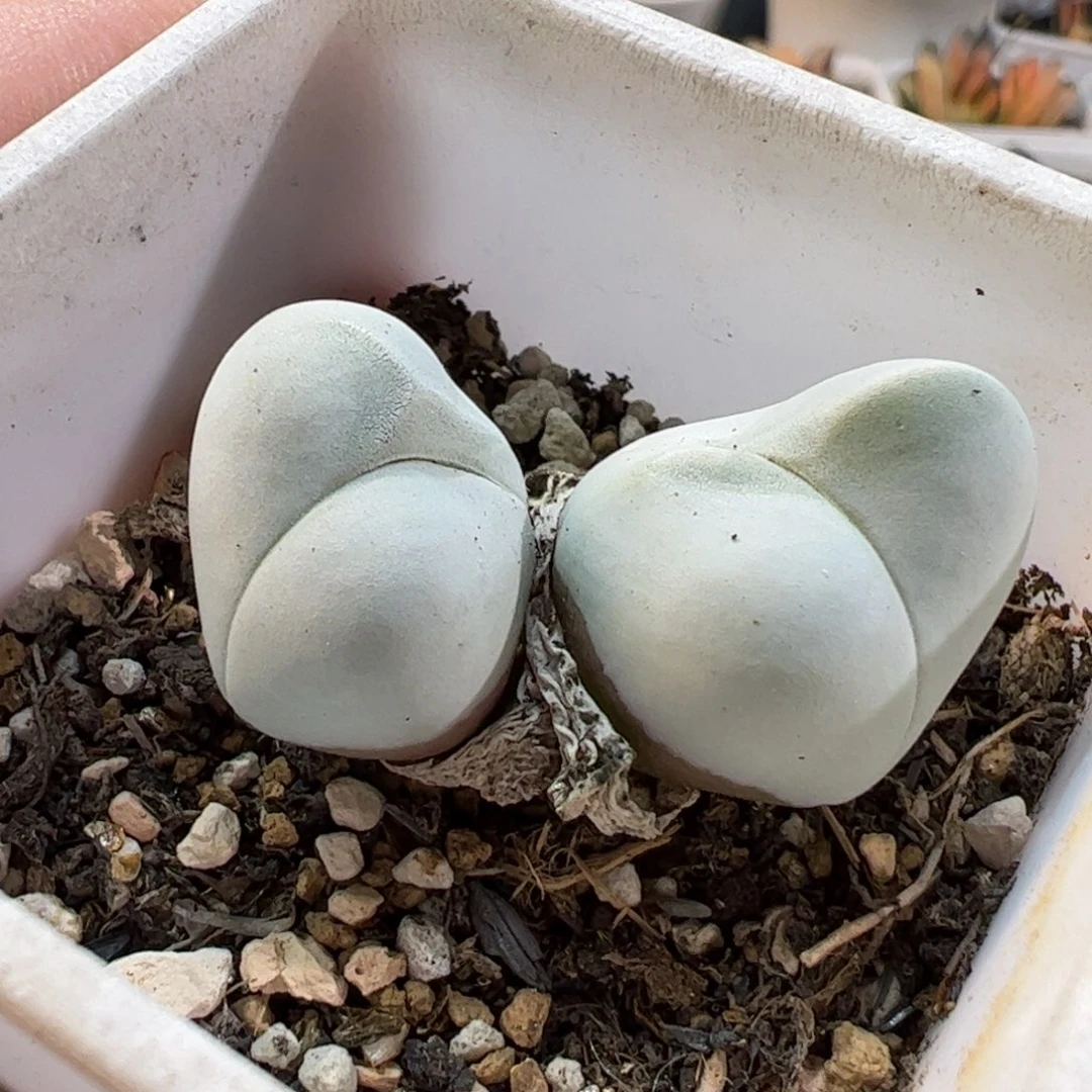 19039多肉植物百科