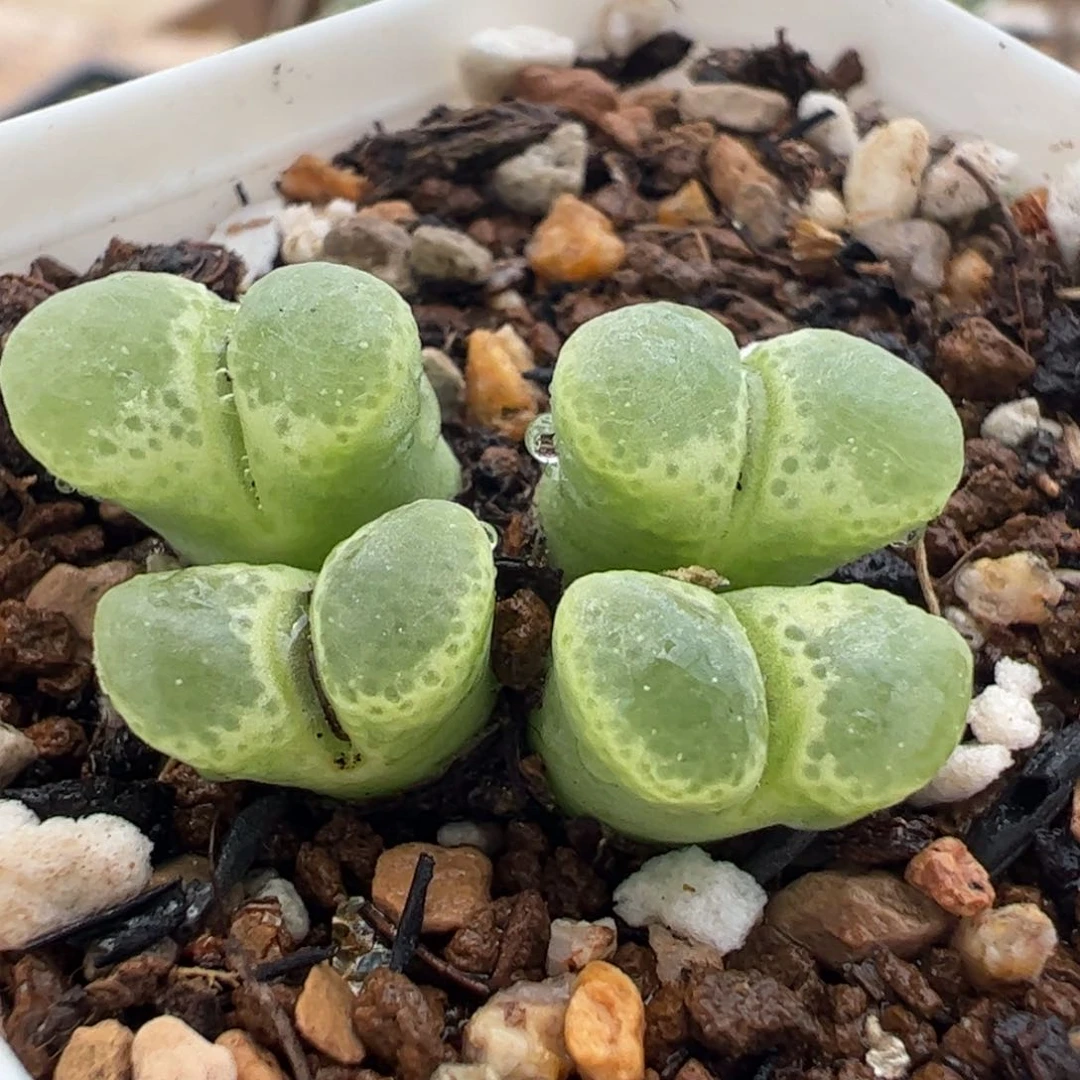 260215多肉植物百科