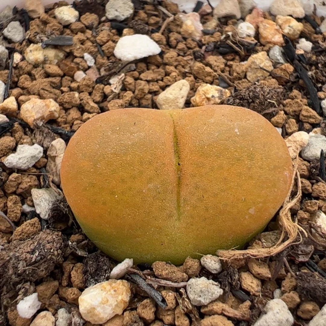 26.141多肉植物百科