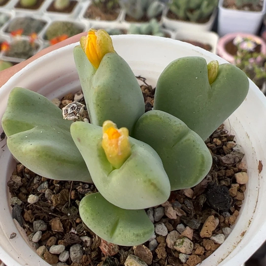 25078多肉植物百科