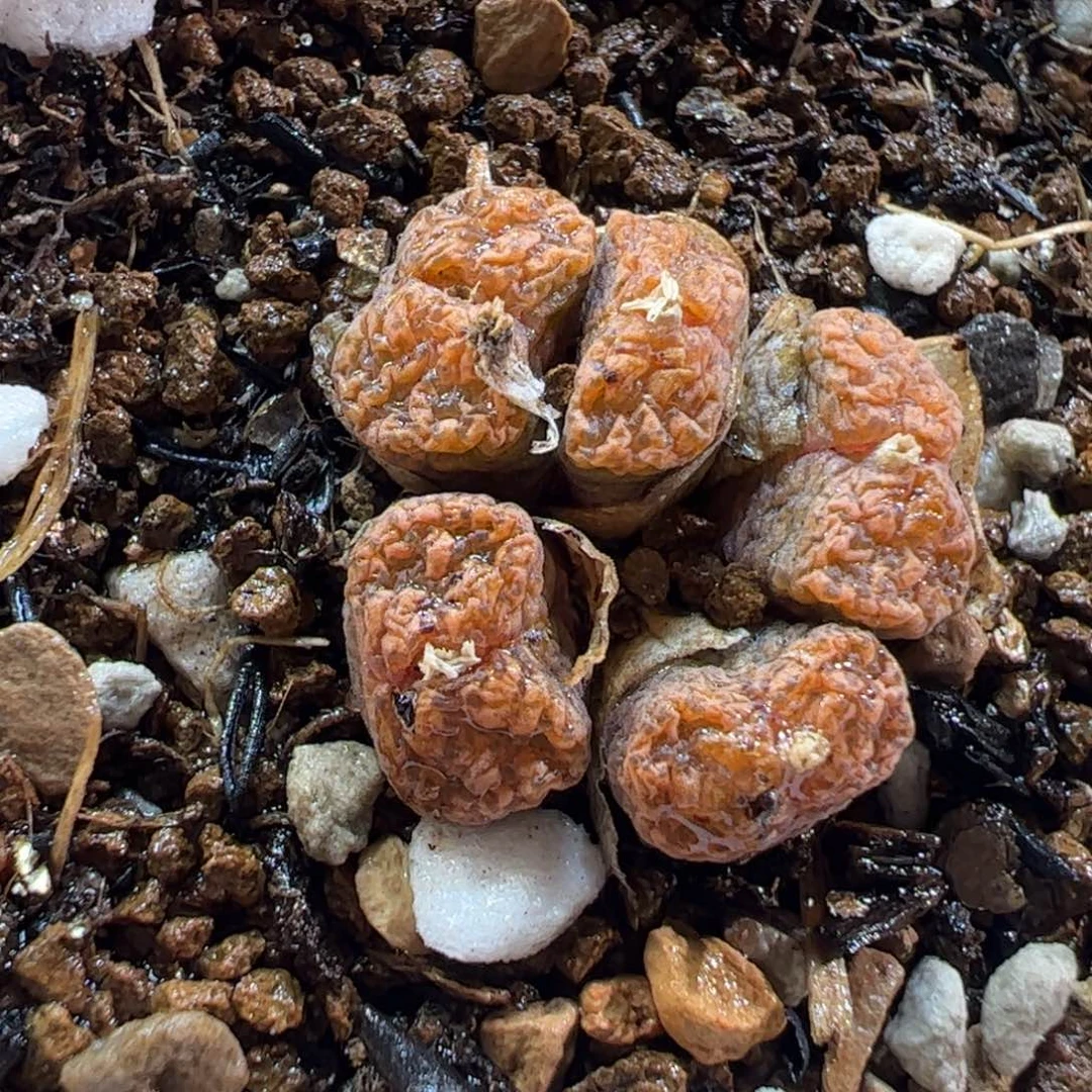 27051多肉植物百科