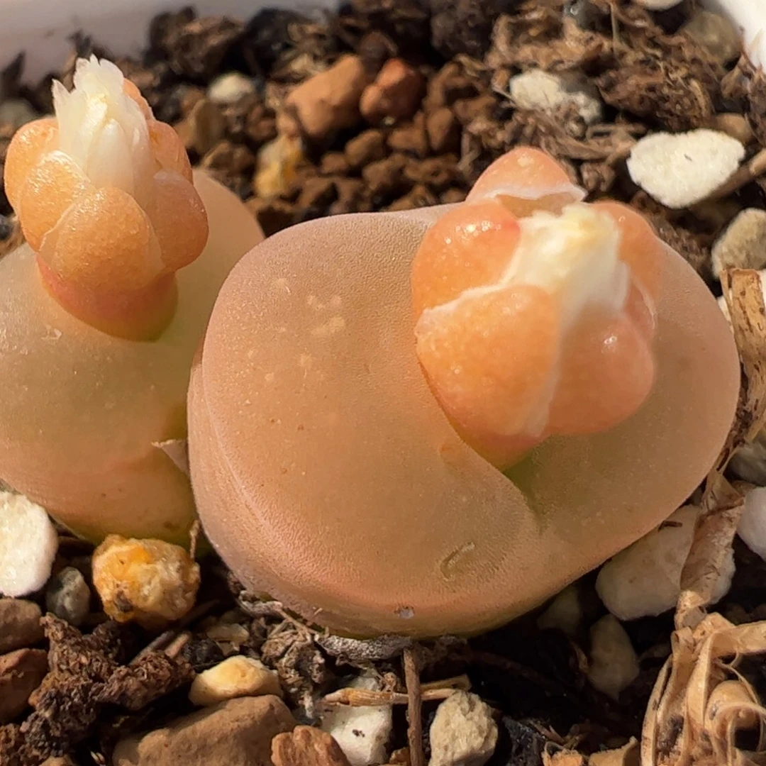 280134多肉植物百科