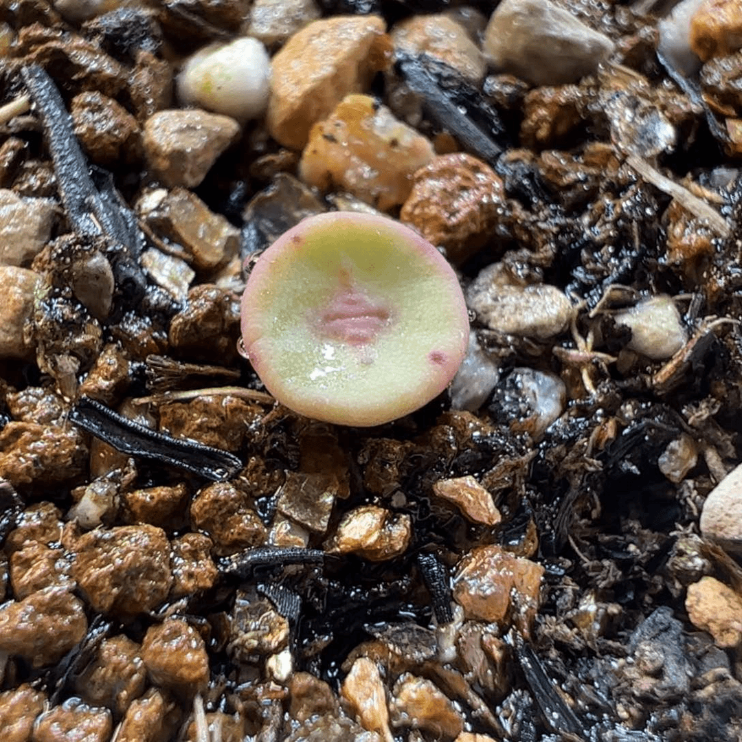 280189多肉植物百科