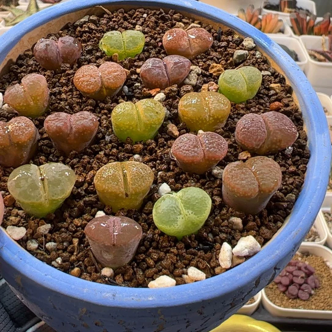 160115多肉植物百科