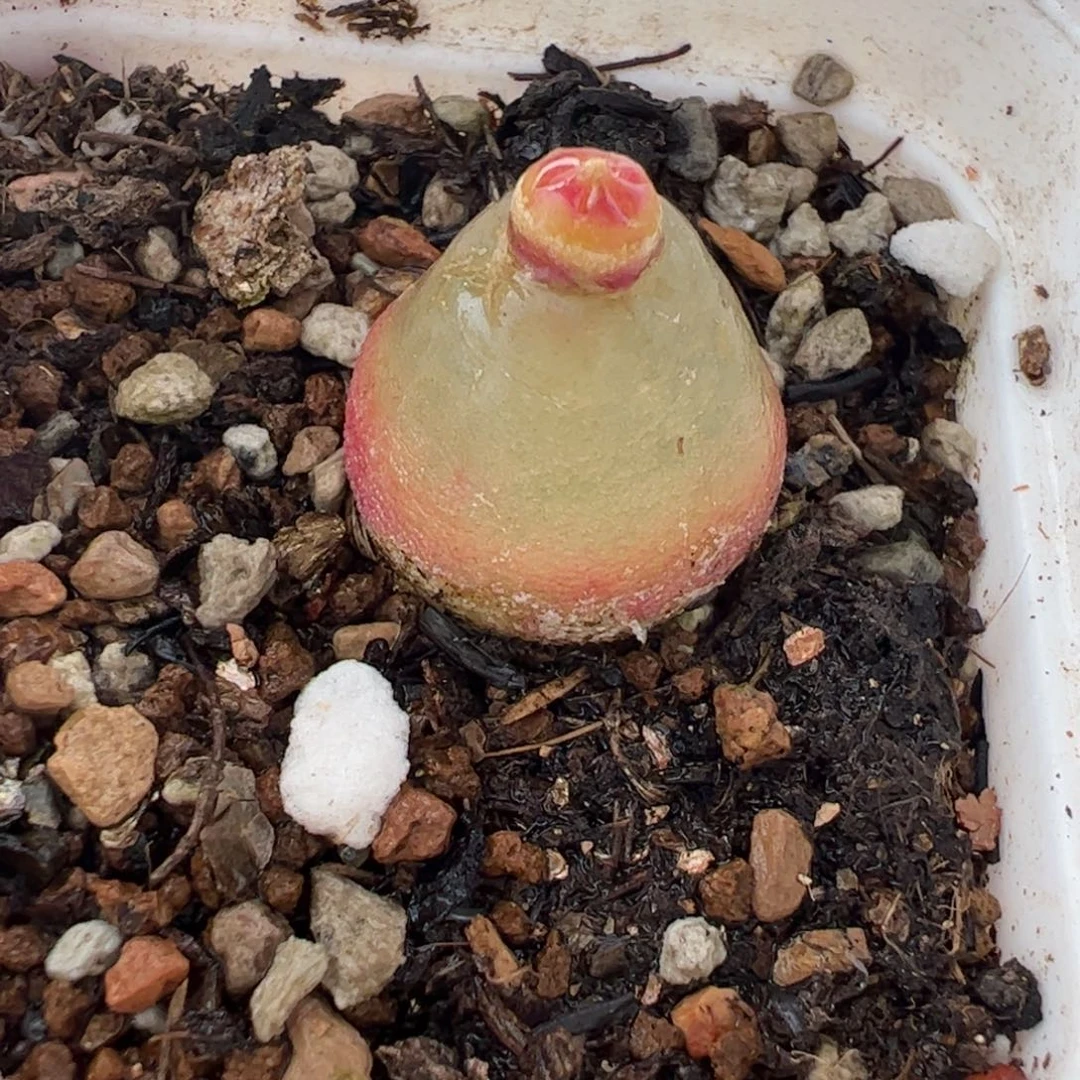 100125多肉植物百科