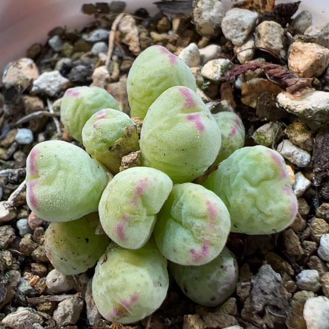 24044多肉植物种类