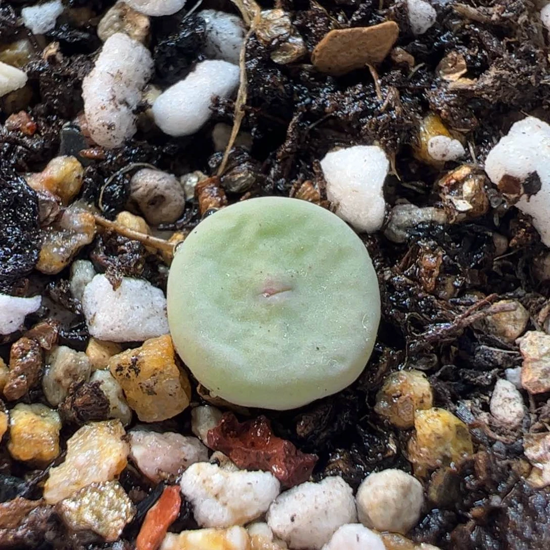 170203多肉植物百科