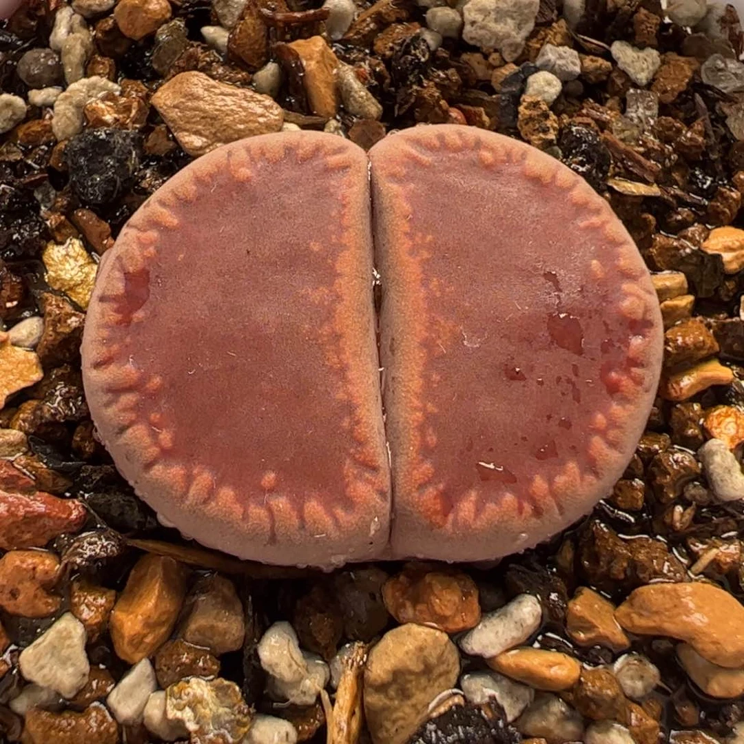 26.32多肉植物百科