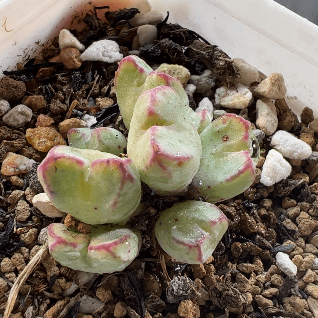 28083多肉植物百科