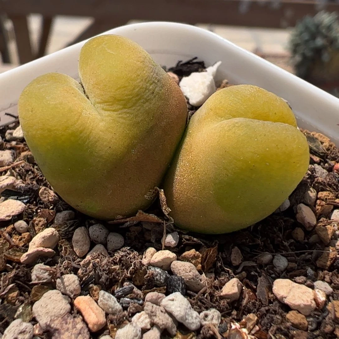 180229多肉植物百科