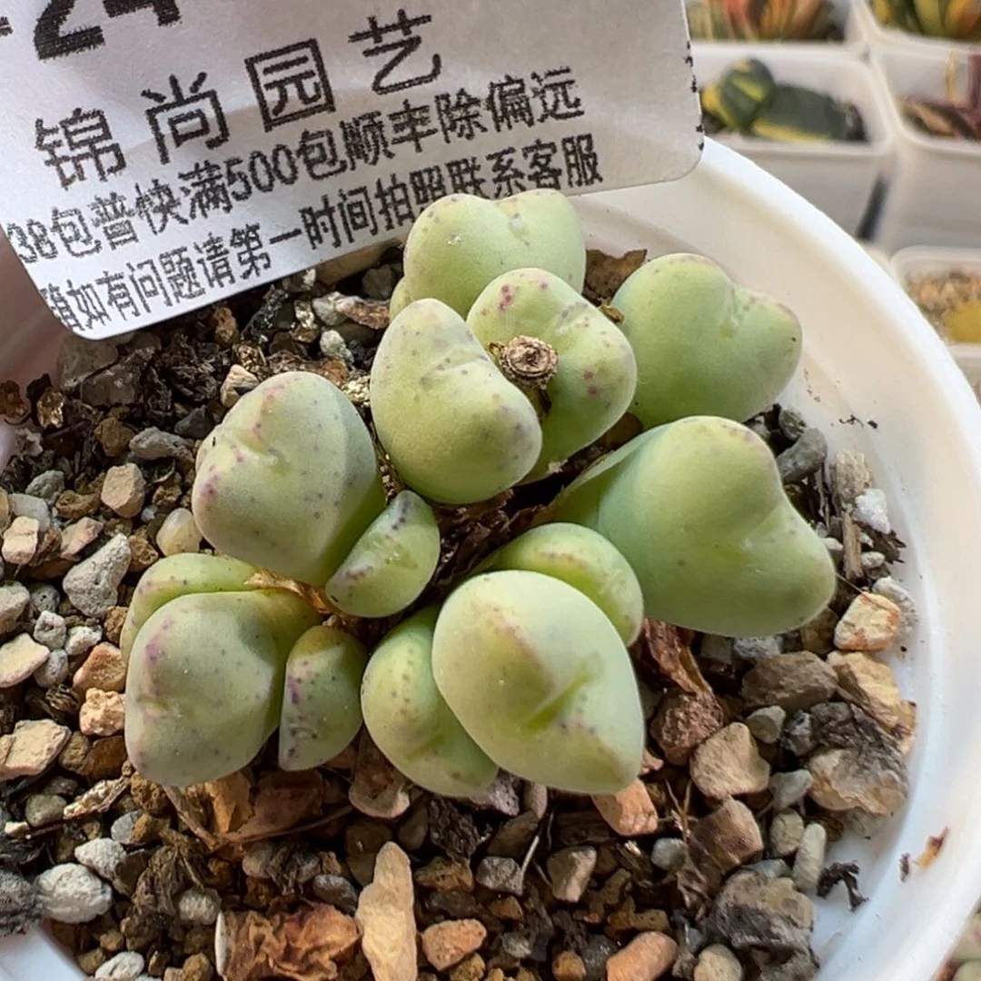 24059多肉植物种类