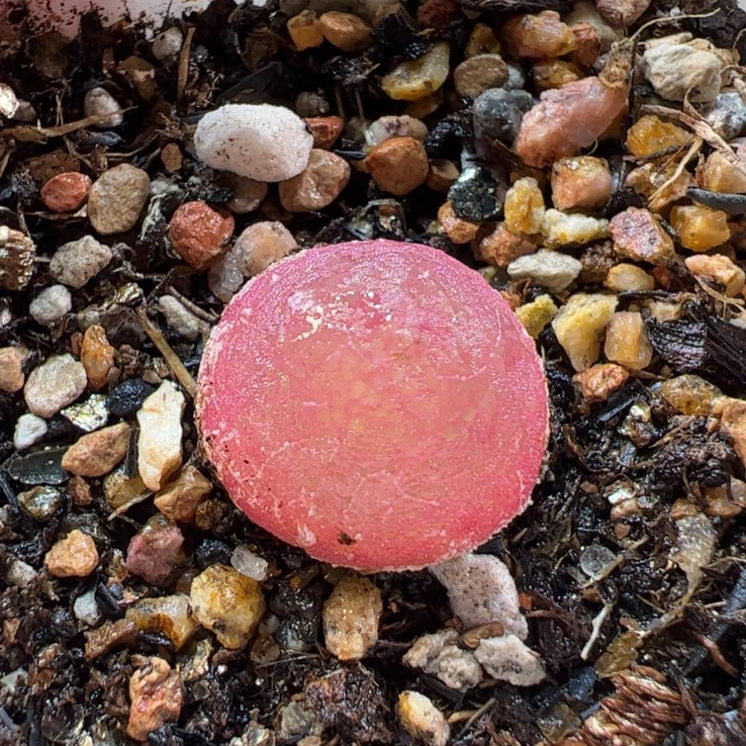 19.82多肉植物百科