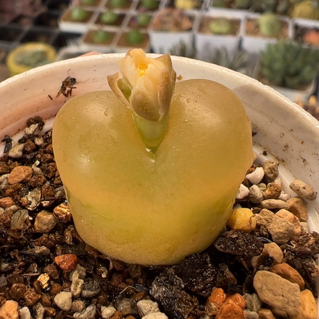 20017多肉植物百科