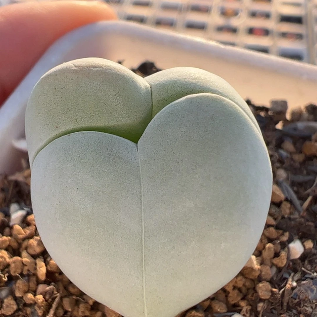 310多肉植物百科