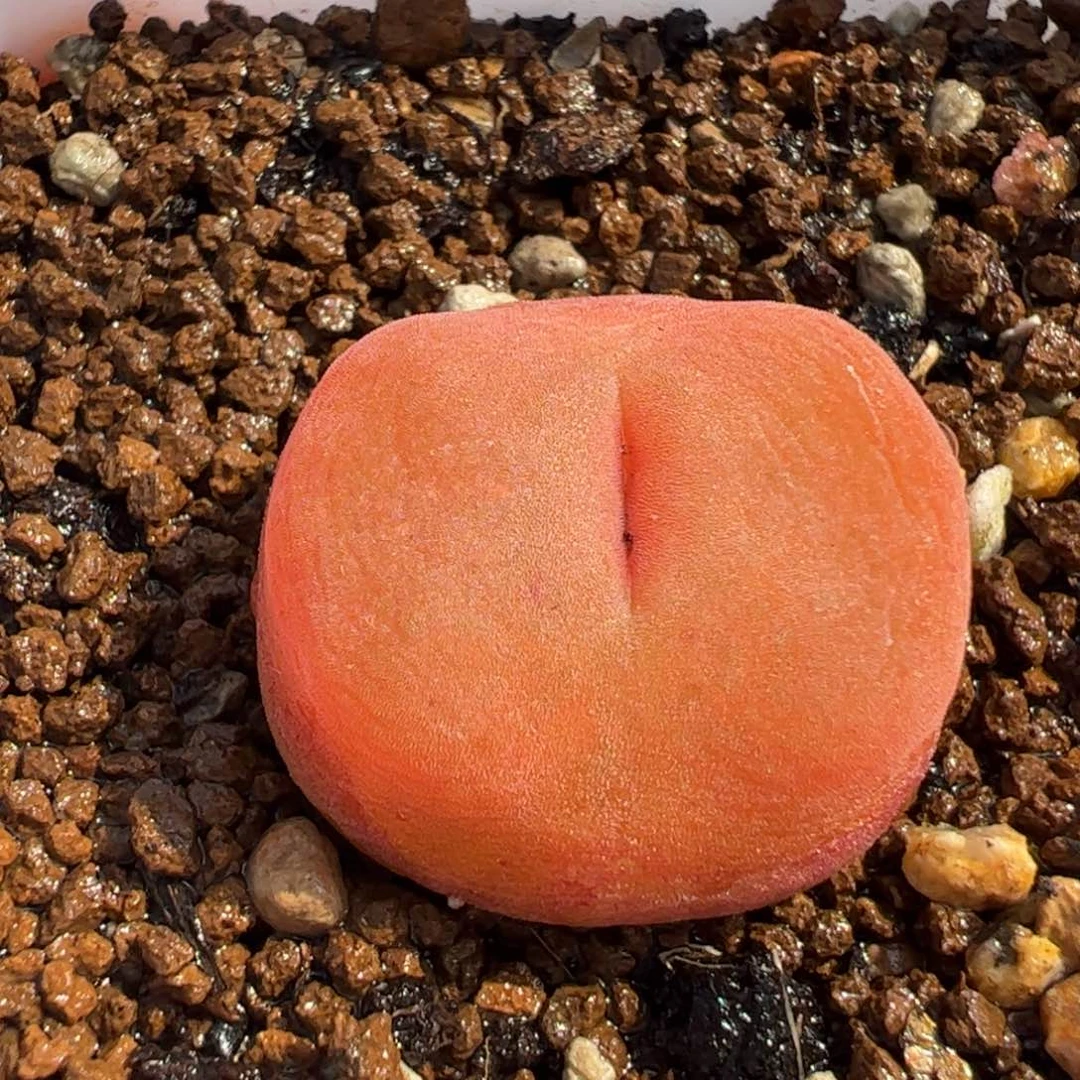 08084多肉植物百科