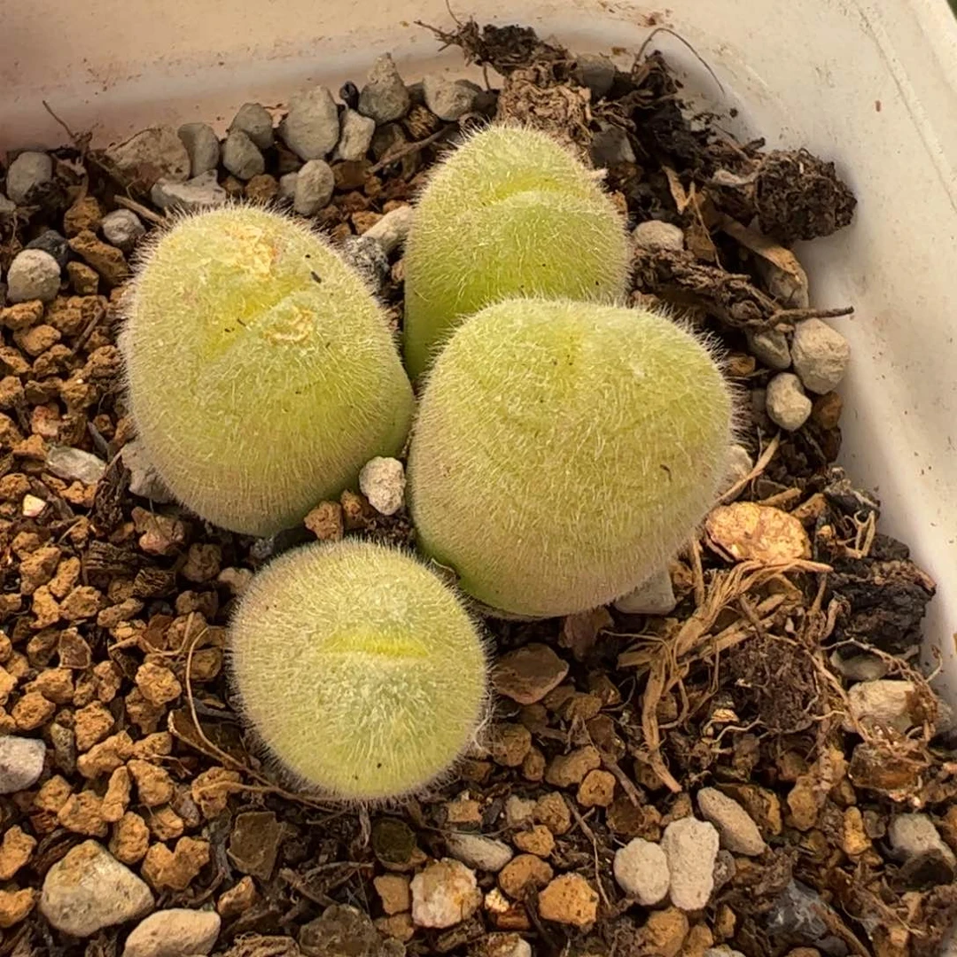 31026多肉植物百科