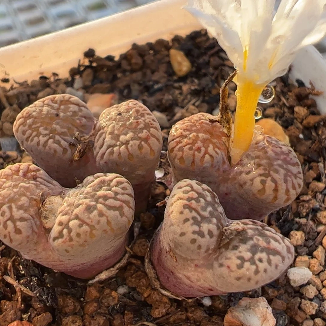 243多肉植物百科