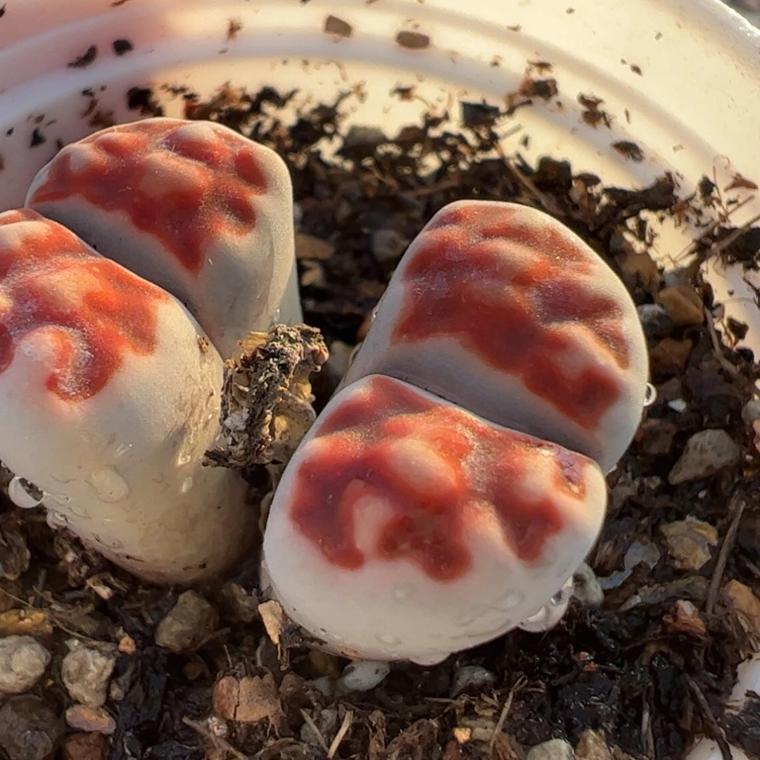 325多肉植物百科