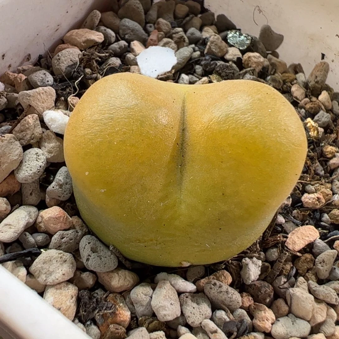 2637多肉植物百科
