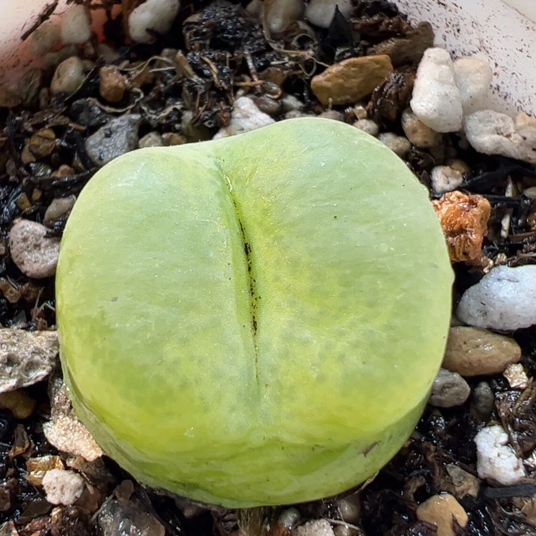 170154多肉植物百科