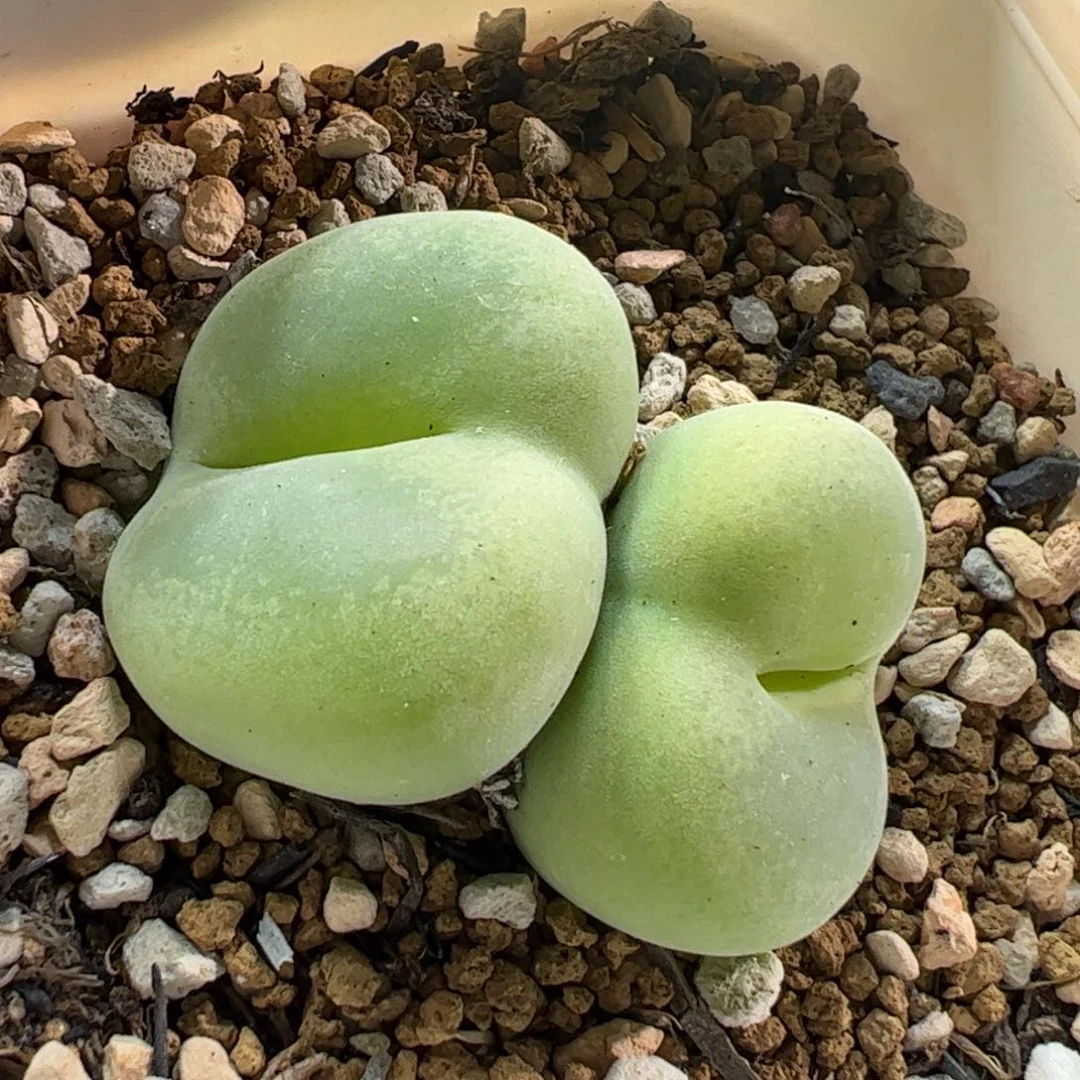 25027多肉植物百科