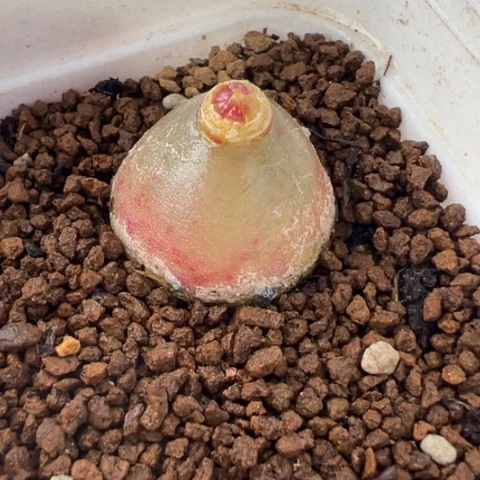 020107多肉植物百科