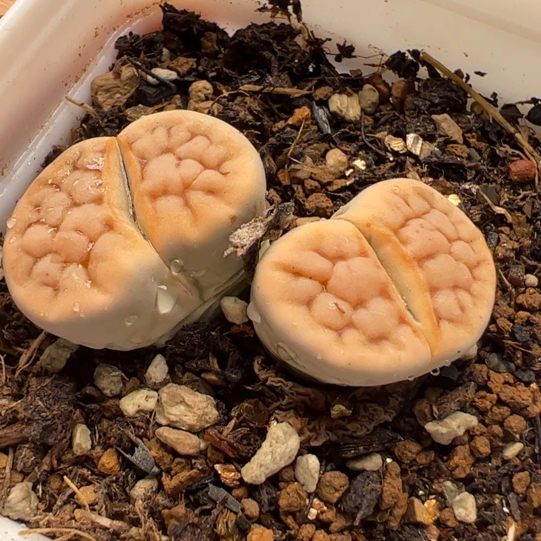 382多肉植物百科