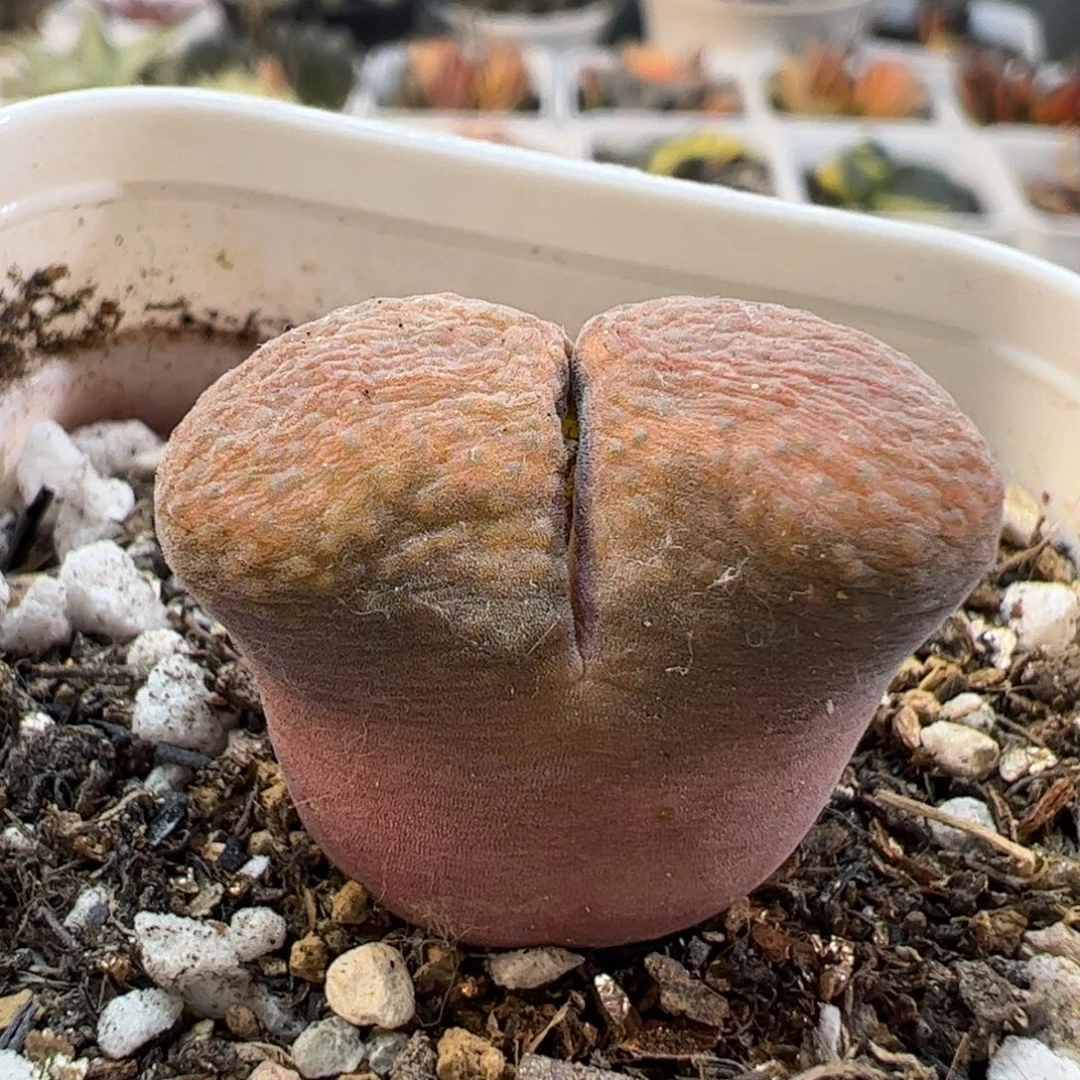 16.168多肉植物百科