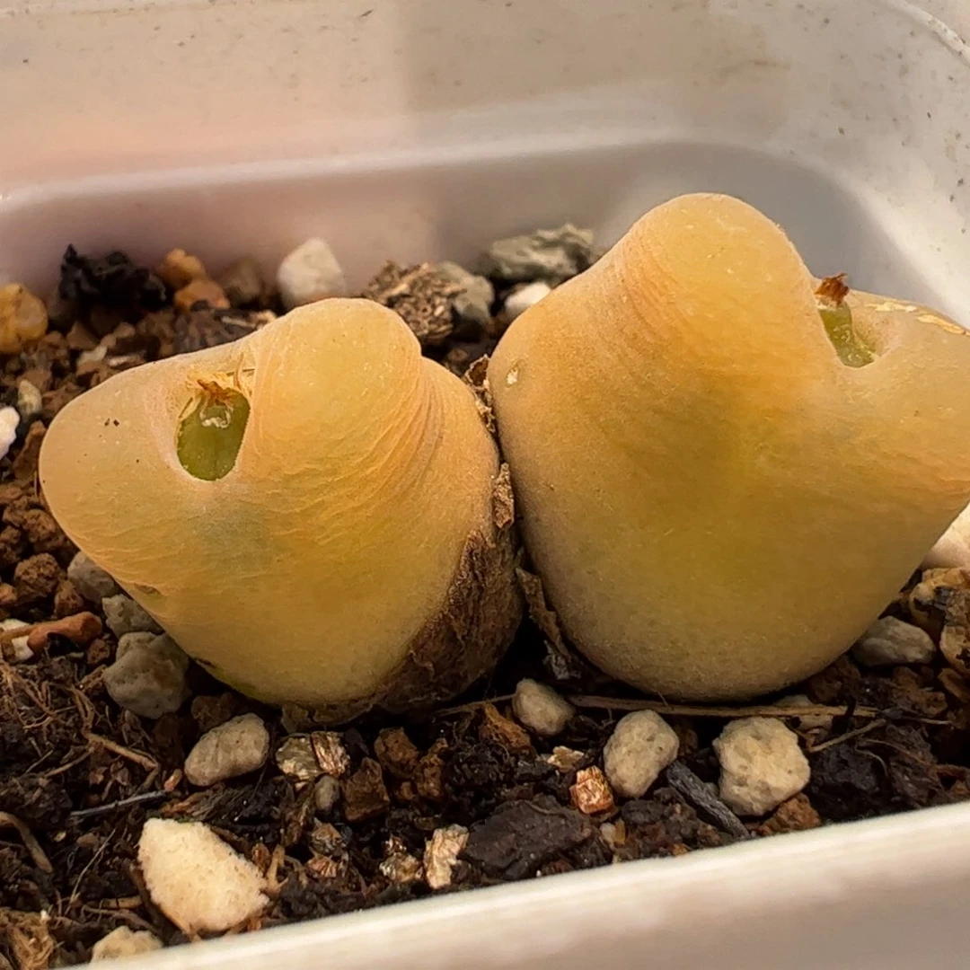 12047多肉植物百科