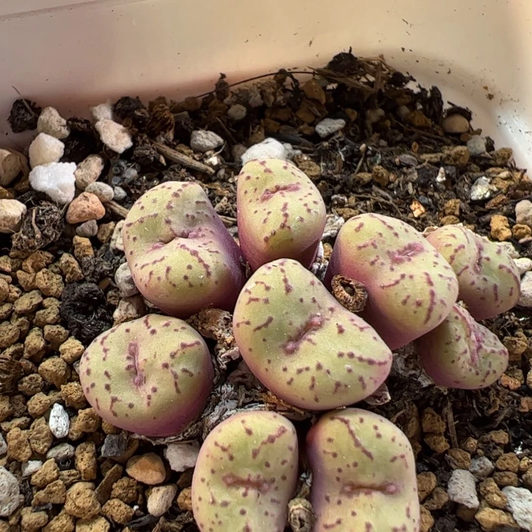26083多肉植物百科