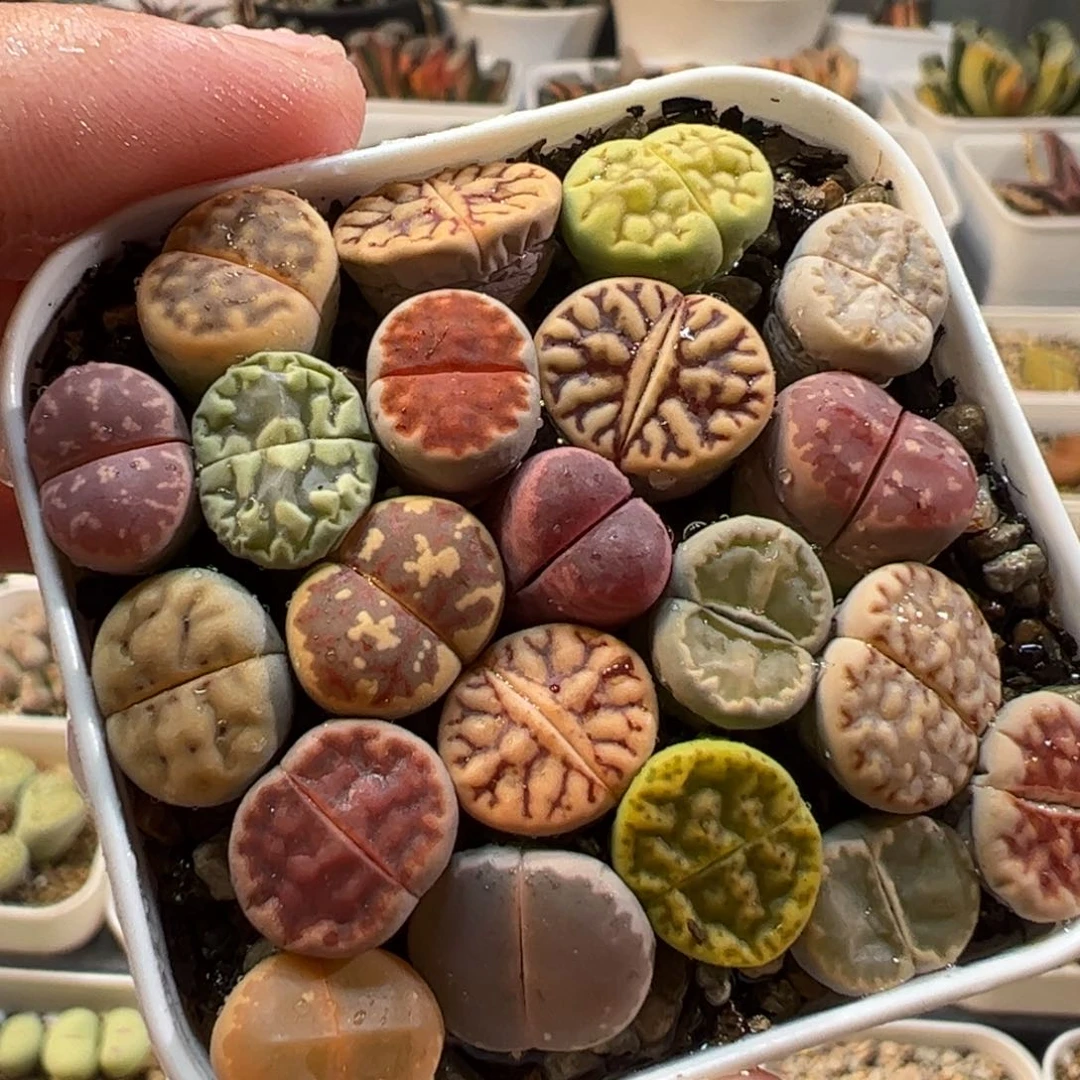 26055多肉植物百科
