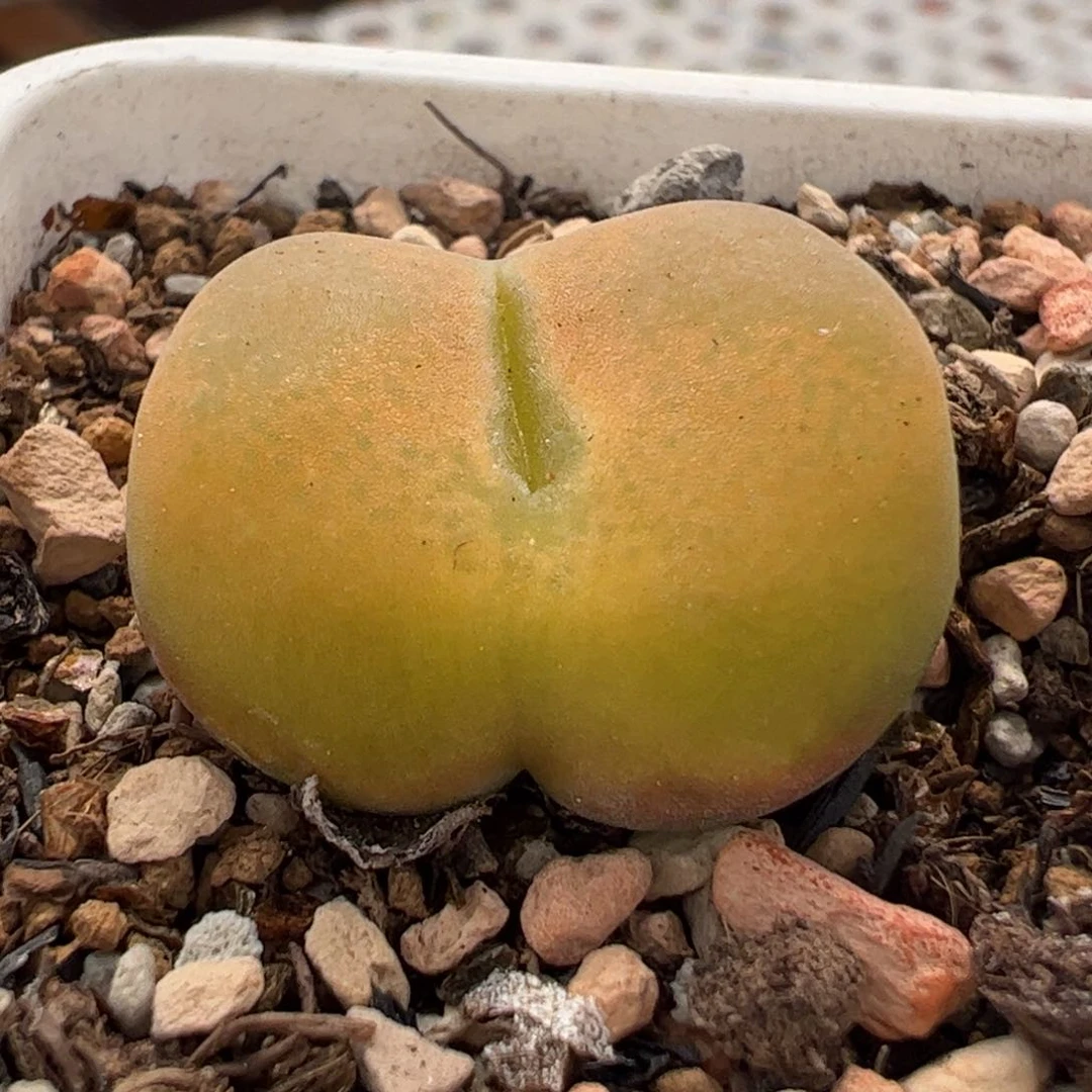 26.160多肉植物百科