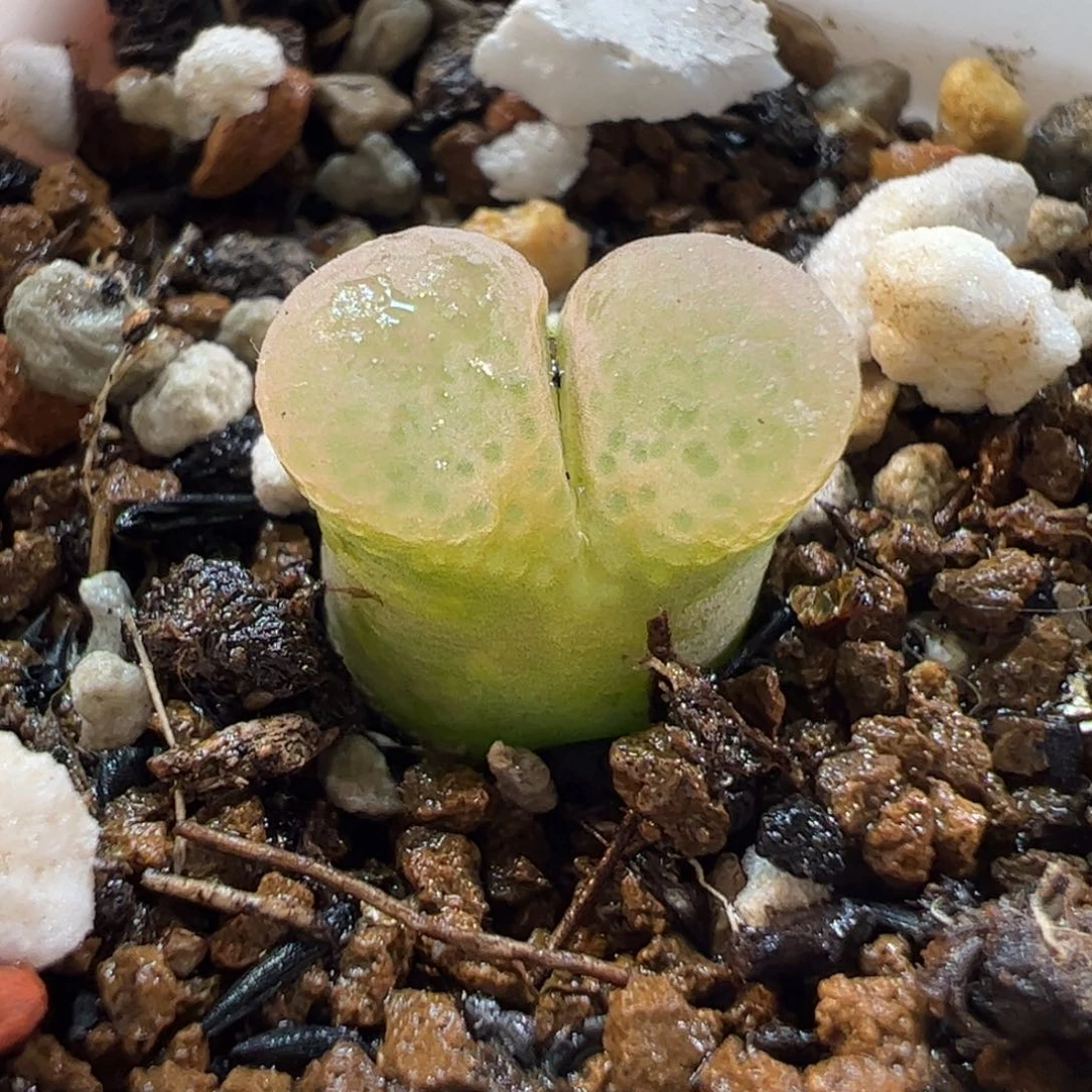 260210多肉植物百科