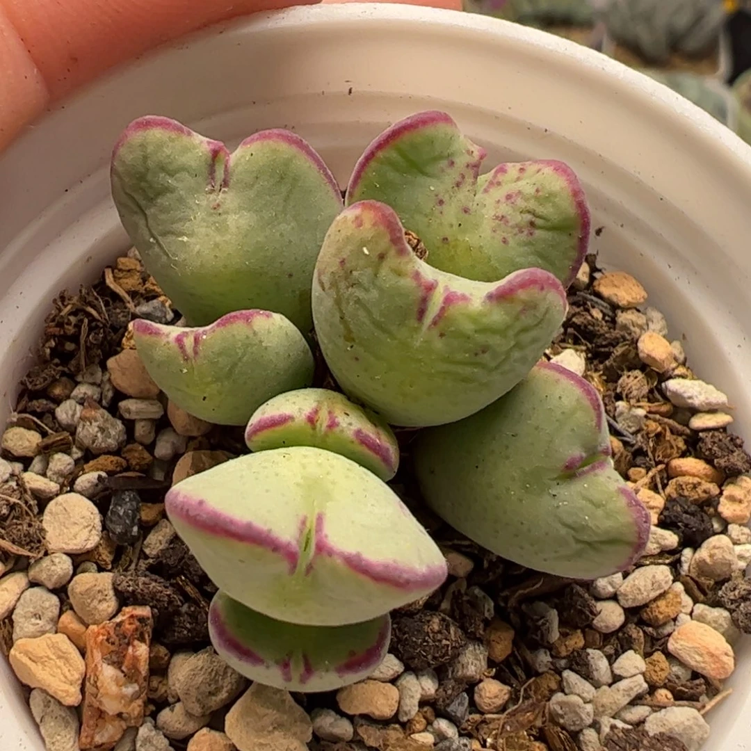 06026多肉植物百科