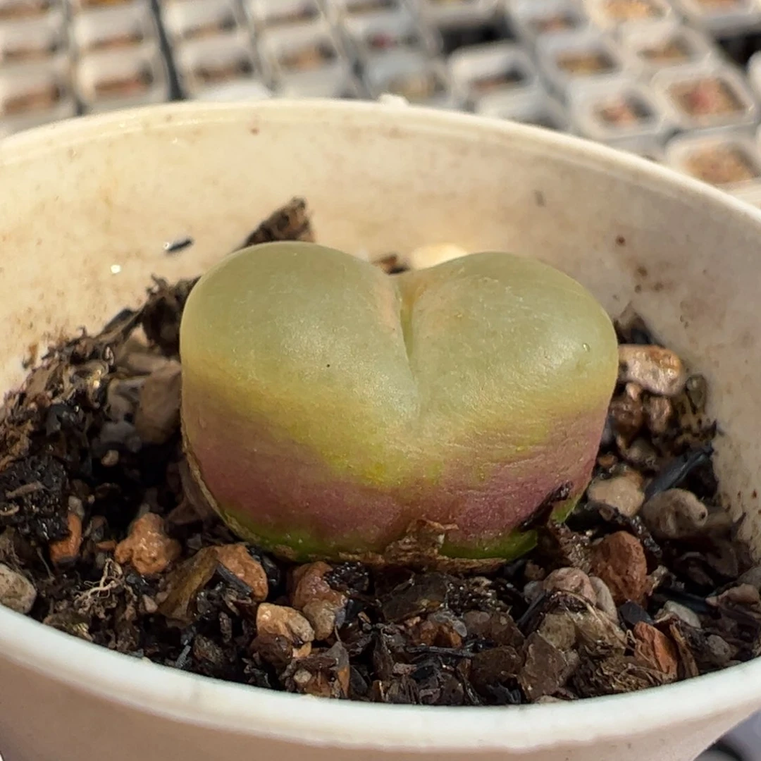 080101多肉植物百科