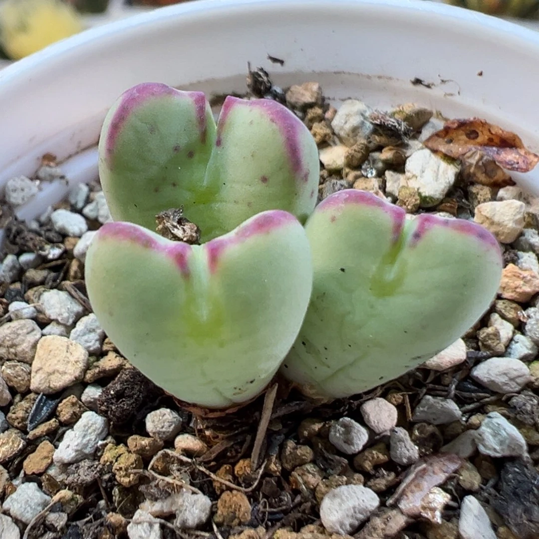 24036多肉植物种类