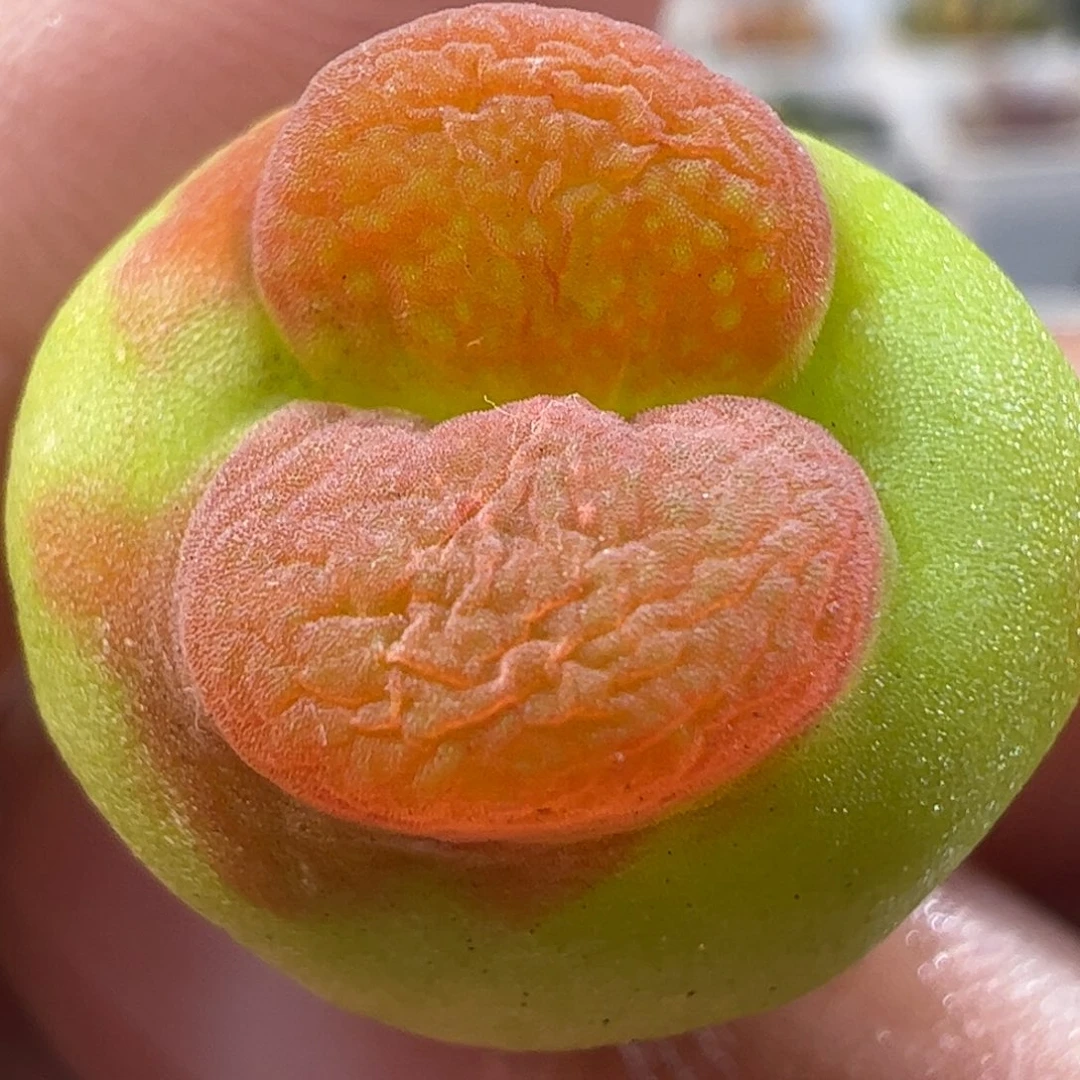 340多肉植物百科