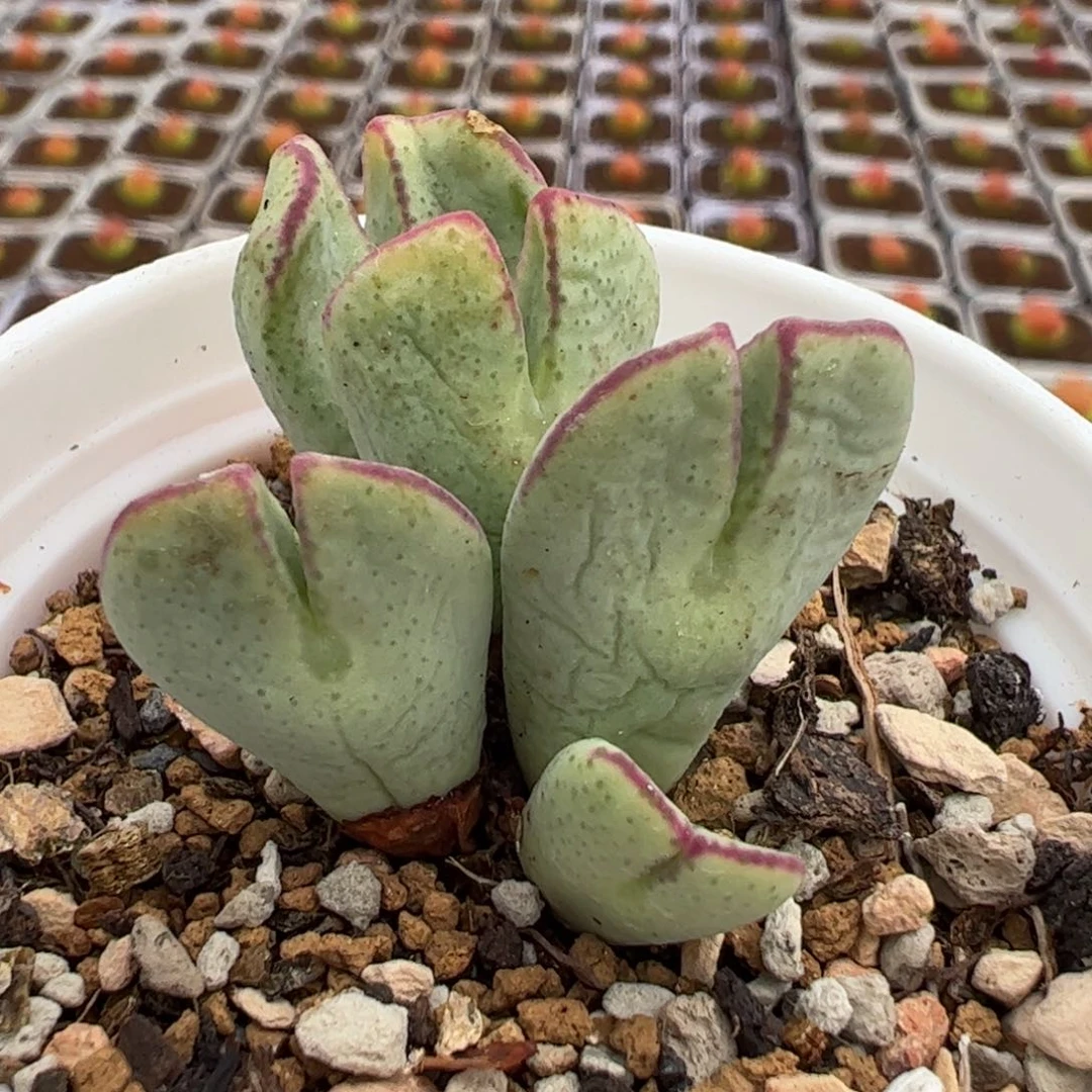 28011222多肉植物百科
