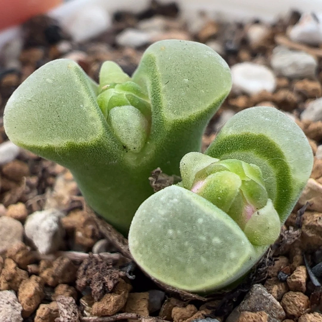 259多肉植物百科